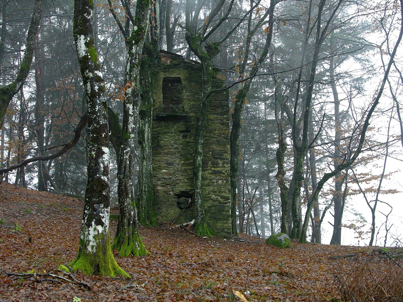 Atmosfere nel bosco......
